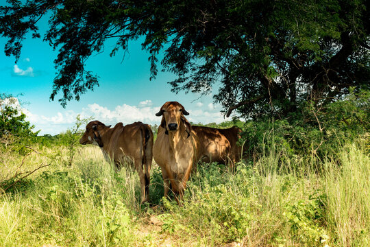 a group of horses