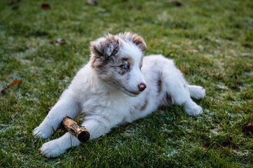 Young border collie red merle