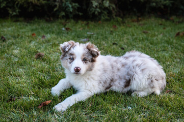 Baby of border Collie /8 weeks old/