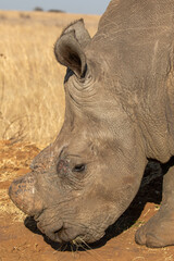 Obraz premium Dehorned White Rhino, South Africa