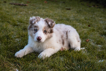 Young border collie red merle