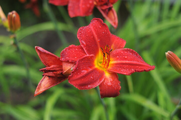 Red lilies  ''Chicago Ruby''  bloom in the garden after the rain.Botanical photo outdoors