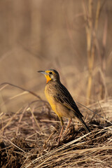 Cape Longclaw, Addo Elephant National Park