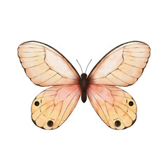 Tropic watercolor butterfly isolated on white.