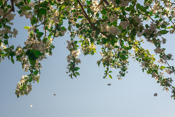 Spring color of trees. Apple tree and flowers.