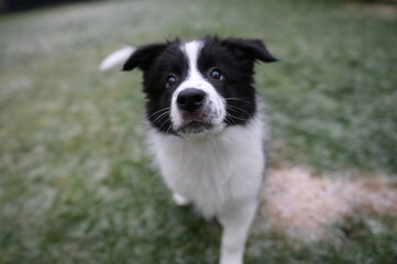 Puppy of border Collie