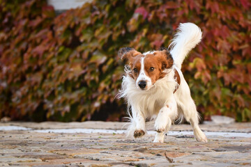 kooikerhondje is running in autumn nature. He is so cute dog.