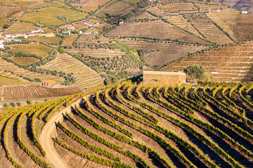 view of the vineyards of the douro valley with autumn cores - Portugal.