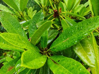 Green plant