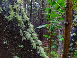 Fototapeta premium Tree trunk with moss