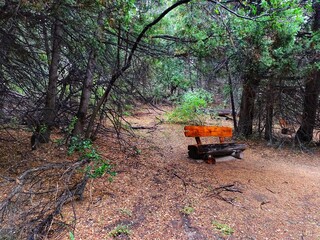 bench in the forest