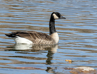 country goose swimming
