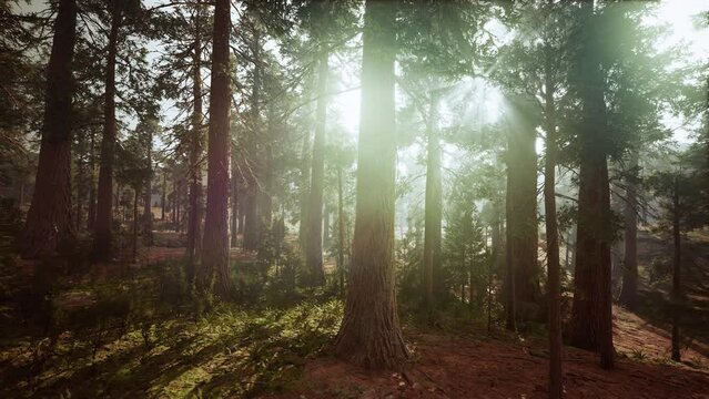 giant sequoias in the giant forest grove in the Sequoia National Park