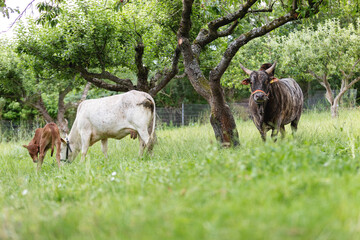 Zwergzebu Familie mit Kälbchen auf einer grünen Wiese