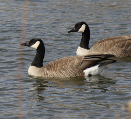 country goose family