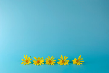 Fototapeta na wymiar Margaritas amarillas sobre fondo azul con espacio para escribir. Ideal para día de la madre, comunión, celebración o boda