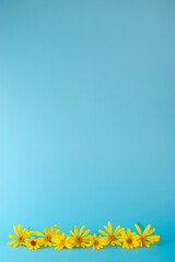Margaritas amarillas sobre fondo azul con espacio para recurso gráfico de paz, no war, bandera...