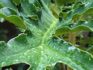 Hoja con gotas de lluvia