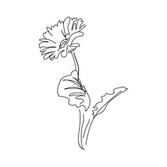 Gerbera flower minimalistic continuous line drawing. Black linear sketch isolated on white background. Vector illustration, concept for logo, label, symbol, card, banner, poster, flyer