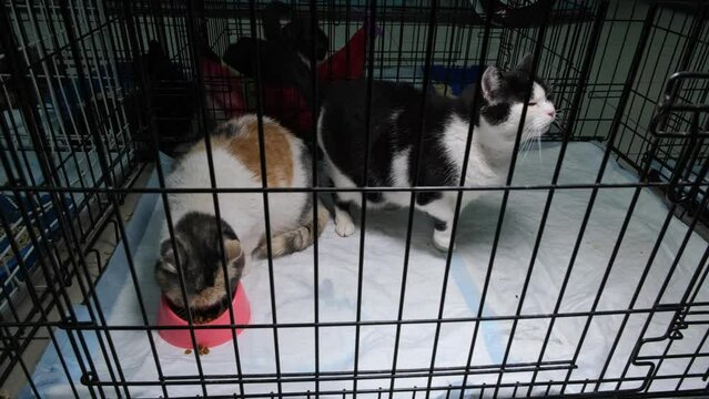 Kittens at the animal shelter