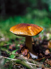 mushrooms in the forest