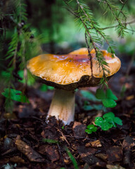 mushrooms in the forest