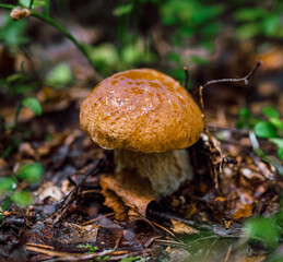 mushroom in the forest