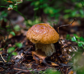 mushrooms in the forest