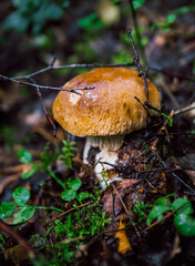 mushroom in the forest