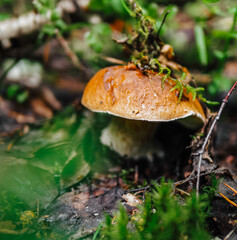 mushrooms in the forest