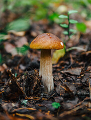 mushroom in the forest