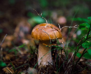 mushroom in the forest