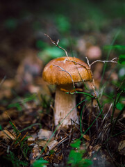 mushroom in the forest