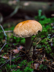 mushroom in the forest