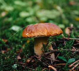 mushroom in the grass