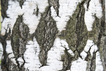 Obraz premium The trunk of a birch tree. Black and white rhombuses and cracked natural texture of Russian birch bark. High quality photo