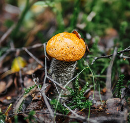 mushroom in the forest