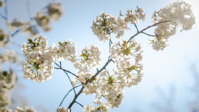 White flowers on the branches of a plum tree (Prunus domestica) on a nice sunny day with a blue sky in the background in early spring
