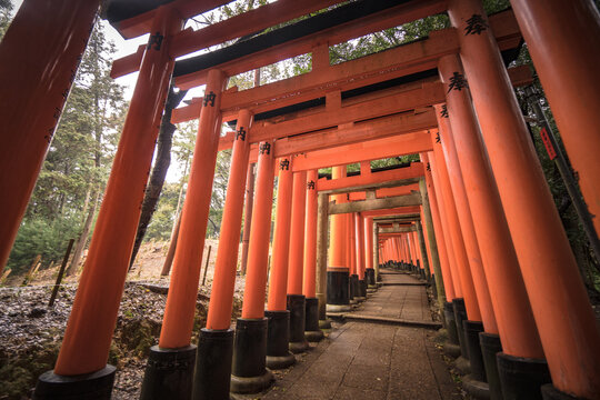 Red Torii gates in Fushimi Inari shrine in Kyoto, Japan famous place to visit