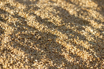 texture of heap of wheat drying in the sun