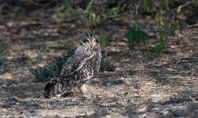 Short-eared owl
