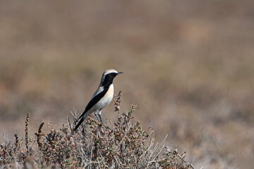 Siberian Stonechat 