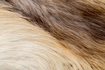Animal fur close up. Background of gray sable and red fox or chinchilla wool, pile fur texture.