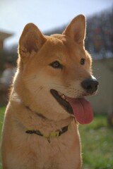 Shiba Inu dog