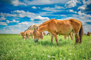 Fototapeta na wymiar Beautiful thoroughbred horses on the field on a sunny day.