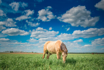 Beautiful thoroughbred horses on the field on a sunny day.