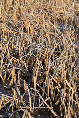 frozen grass on the lake in winter