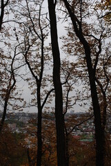 trees in autumn