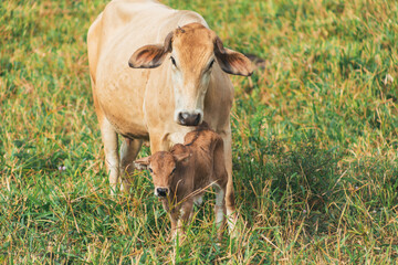 Fototapeta premium chocolate-colored cows in the field, resting and eating grass