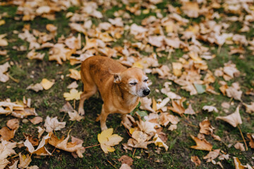 Portrait of an old, red-haired dog of a thoroughbred toy terrier walking in a clearing with yellow leaves in autumn in nature. Animal photography.